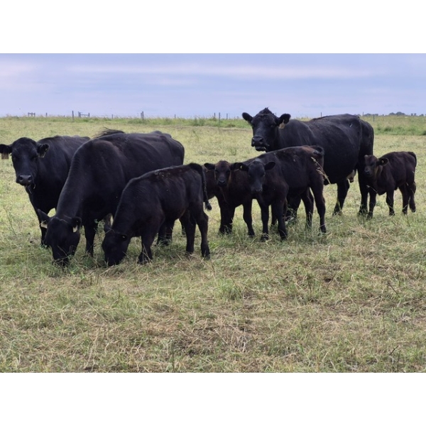 Malarky Farms - 36 Black/Black X Cow/Calf Pairs (Newdale, MB)
