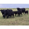 Image 1 : Malarky Farms - 36 Black/Black X Cow/Calf Pairs (Newdale, MB)