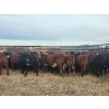 Image 13 : Redline Livestock - 550# November Delivery Steer Calves - 100 Head (Didsbury, AB)