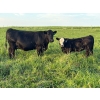 Image 2 : Bar 27 Stock Farm - 625# October Delivery Heifer Calves - 65 Head (Spruce View, AB) VBP+