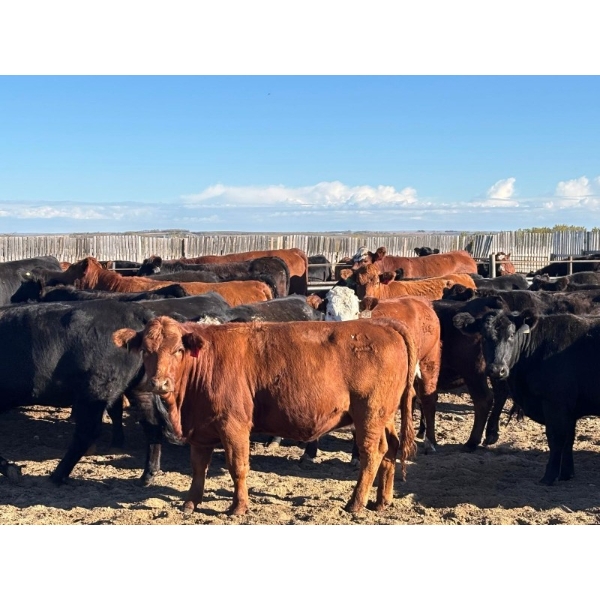 Hines Ranching Co. Ltd. - 1050# October Delivery Grass Heifers - 55 Head (Marwayne, AB)