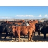 Image 1 : Hines Ranching Co. Ltd. - 1050# October Delivery Grass Heifers - 55 Head (Marwayne, AB)
