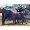 Image 3 : Lemmer Farms - 15 Angus X Mature Pairs (Lyalta, AB)