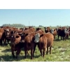 Image 2 : Sandy Loree - 22 Red Brockle/Red Baldie Bred Heifers (Olds, AB)