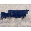Image 4 : Shane Stammers - 590# November Delivery Steer Calves - 100 Head (Oyen, AB)