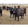 Image 12 : Lone Star Cattle Co. - 1030# May Delivery Steers - 305 Head (Strathmore, AB)