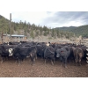 Image 7 : Frolek Cattle Co. - 635# March/April Delivery Heifers - 150 Head (Knutsford, BC)