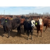 Image 7 : Van Hall Cattle Co. - 930# April/May Delivery Steers - 120 Head (Scandia, AB)
