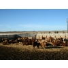 Image 7 : J&R Peterson - 1000# January Delivery Steers - 100 Head (Barnwell, AB)