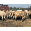 Image 6 : Turtleview Livestock - 870# September Delivery Grass Heifers - 70 Head (Goodlands, MB) VBP+