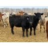 Image 5 : Wynnton Brandt - 925# June Delivery Heifers - 130 Head (Tolstoi, MB)