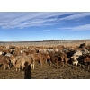 Image 4 : Cunningham Cattle Co. - 885# February Delivery Heifers - 260 Head (Sundre, AB)