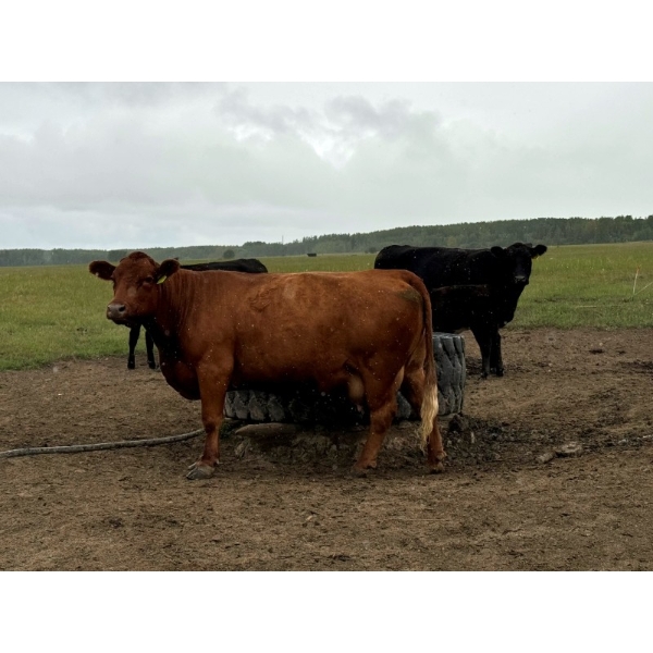 J Lazy A Ranch - 45 November Delivery Angus X Cows (Hythe, AB)