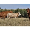 Image 2 : Logan Brothers (Rod, Barry & Bruce) - 675# October Delivery Heifer Calves - 80 Head (Oyen, AB)