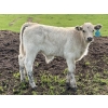 Image 3 : Oxbow Farms - 560# November Delivery Steer Calves - 190 Head (Melita, MB)
