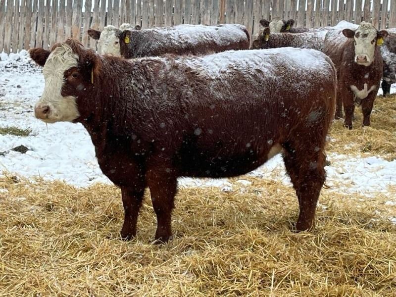 Gemstone Cattle Company 10 Red Brockle Heifers 881 Team Auction