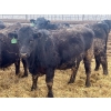 Image 11 : G & B Farms - 935# April Delivery Steers - 64 Head (Deloraine, MB) VBP+