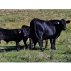 Image 4 : Ribbon Creek Ranch - 550# November Steer Calves - 100 Head (Linden, AB)