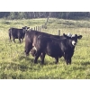 Image 7 : Gordon, Amanda & Chance Whittemore - 780# October Delivery Steer Calves - 75 Head (Elnora, AB)