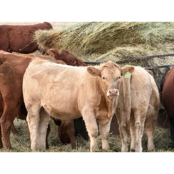 Holst Farms - 670# November Delivery Steer Calves - 93 Head (Hays, AB)