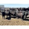 Image 7 : Birch Island Land & Cattle - 725# May Delivery Heifers - 81 Head (Rhein, SK)