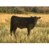 Image 4 : Brad, Kelly & Oliver Deschamps - 430# October Delivery Heifer Calves - 55 Head (Patricia, AB)