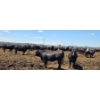 Image 8 : Cattlewood Farms Ltd. - 825# June/July Delivery Heifers - 120 Head (Fincastle, AB)