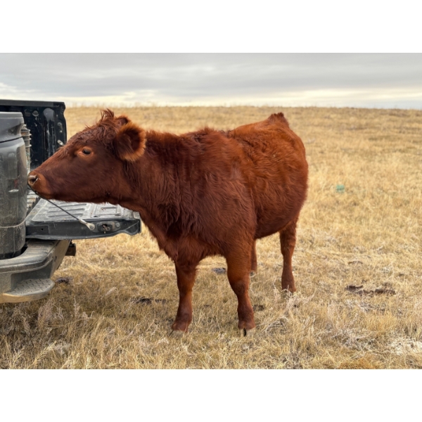 1911 Farms (Meah & Chad Olsen) - 6 Red Heifers (Pen 721)
