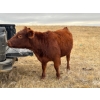 Image 1 : 1911 Farms (Meah & Chad Olsen) - 6 Red Heifers (Pen 721)