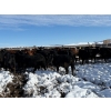 Image 7 : Antelope Butte Ranch - 744# March Delivery Steers - 82 Head (Lundbreck, AB) VBP+