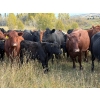 Image 3 : Mt. Sentinel Ranch Ltd. - 550# October Delivery Steer Calves - 140 Head (Longview, AB)