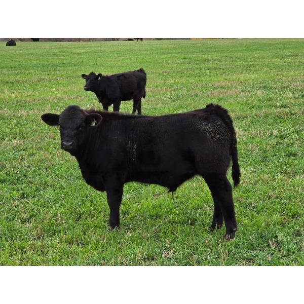 Bar 7 Ranch - 600# October Delivery Steer Calves - 100 Head (MacGregor, MB)