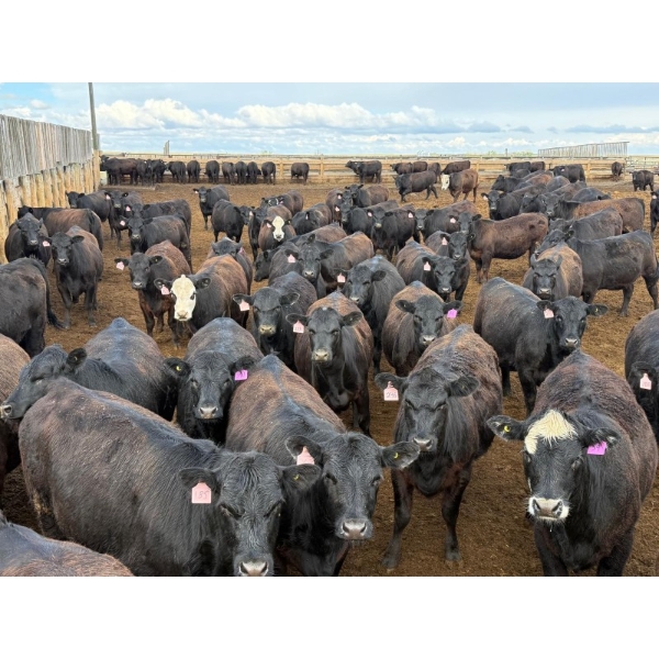PSV Farms Ltd. - 880# May Delivery Heifers - 32 Head (Enchant, AB)