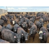 Image 1 : PSV Farms Ltd. - 880# May Delivery Heifers - 32 Head (Enchant, AB)
