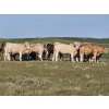 Image 2 : Wyatt & Meg Isaacson - 1000# Sept/Oct Delivery Grass Steers - 95 Head (Killdeer, SK)