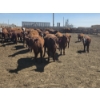 Image 7 : Amber Mountain Farms - 660# May Delivery Heifers - 128 Head (Vauxhall, AB)