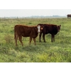 Image 11 : Malarky Farms - 35 Red/Red X Cow/Calf Pairs (Newdale, MB)