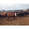 Image 8 : Chipping Hill Cattle Co. - 1025# September Yearling Steers - 60 Head (MacGregor, MB)