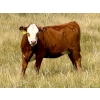 Image 2 : Wilson Grande Coulee Ranch - 600# Sept/Oct Delivery Heifer Calves - 30 Head (East Coulee, AB) VBP+