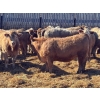 Image 3 : Elkwater Farming Co. - 890# March Delivery Heifers - 128 Head (Elkwater, AB)