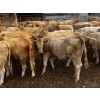 Image 2 : Fridlington Family Farms - 930# September Delivery Grass Heifers - 65 Head (Kersley, BC)