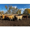 Image 5 : Chris Bartel - 975# Nov/Dec Delivery Heifers - 65 Head (Fort Vermilion, AB)