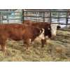 Image 2 : Regehr Land & Cattle - 2 Heifers (Pen 138)
