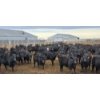 Image 2 : M.S. MacLean Livestock - 920# March Delivery Steers - 144 Head (Coaldale, AB)