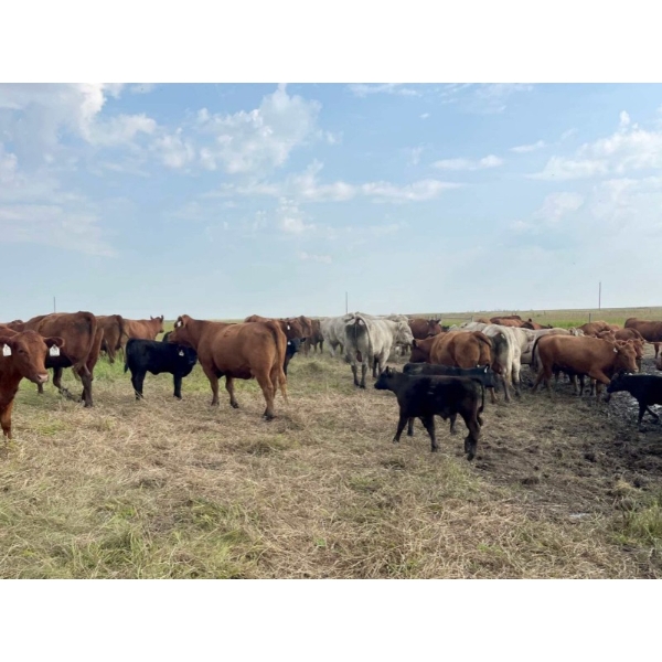 McComish Ranches - 600# December Delivery Weaned Steers - 100 Head (Stettler, AB)