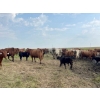 Image 1 : McComish Ranches - 600# December Delivery Weaned Steers - 100 Head (Stettler, AB)