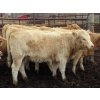 Image 2 : Thackeray Land & Cattle Inc. - 625# November Delivery Heifer Calves - 25 Head (Goodwater, SK)