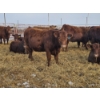 Image 8 : Hale Armstrong - 15 Red Heifers (Pen 417 - 419)