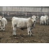 Image 10 : Cluny Colony - 815# October Delivery Weaned Steers - 70 Head (Cluny, AB)