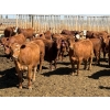 Image 3 : PSV Farms Ltd. - 880# May Delivery Heifers - 35 Head (Enchant, AB)